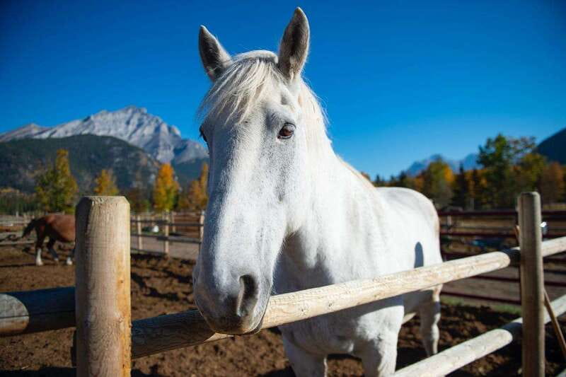 Banff: Wagon Ride with Cowboy Cookout BBQ - The Bow River Wagon Ride: Cave and Basin Hot Springs to 3 Mile Cabin