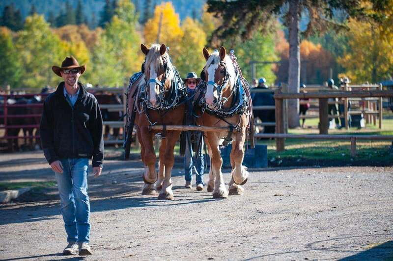 Banff: Wagon Ride with Cowboy Cookout BBQ - Lunch at the Cookout: Steak, Cowboy Sides, Roping, and Fire Time