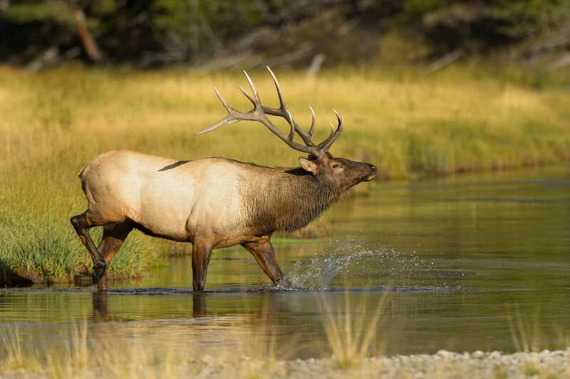 Banff: Wildlife on the Bow River Big Canoe Tour - Why a big canoe on the Bow River feels so different in Banff