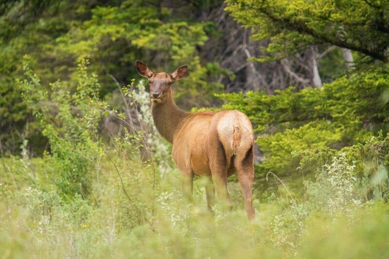 Banff, Yoho, and Jasper 2 Day Private Tour - Sunwapta Falls, Athabasca Falls, and Medicine Lake Stops