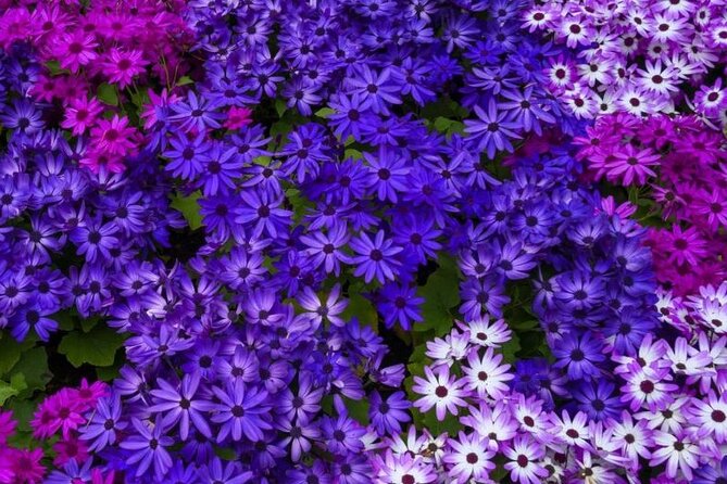 Best of Victoria and Butchart Gardens Day Tour from Vancouver - Price and Value at $265.64: What You’re Actually Paying For