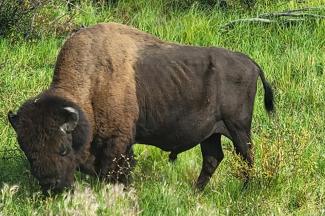 Bison Highway Road Tour - Highway 3 Bison Searching: the point of this tour