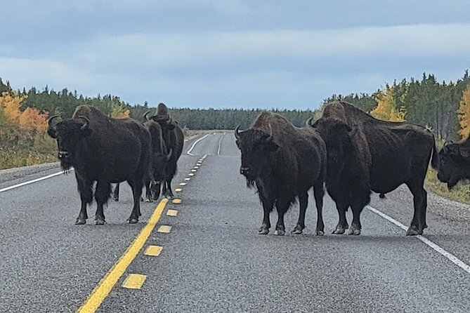 Bison Highway Road Tour - Picnic lunch, snacks, and how to make the break worthwhile