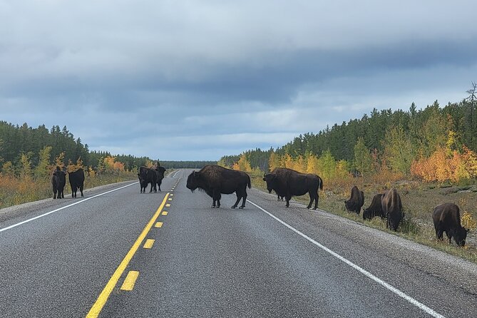 Bison Highway Road Tour - SUVs for small groups, luxury coach for larger ones