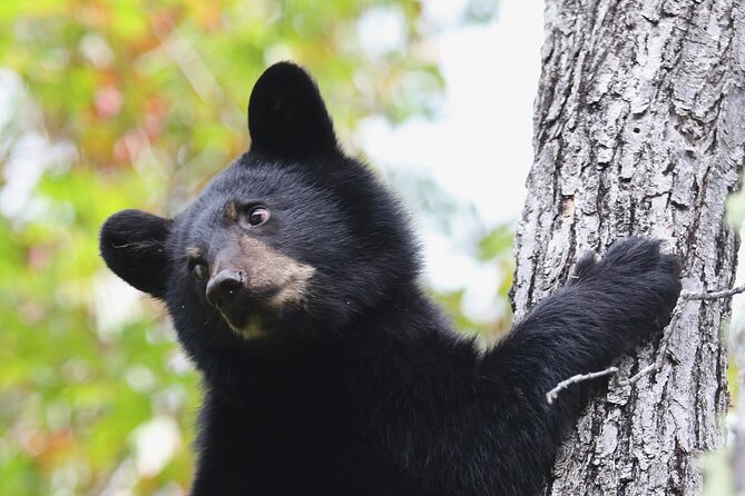 Black Bear viewing and walking at oudoor ctr's Canyon - Getting to La Baie: the minibus start at 900 Rue Mars