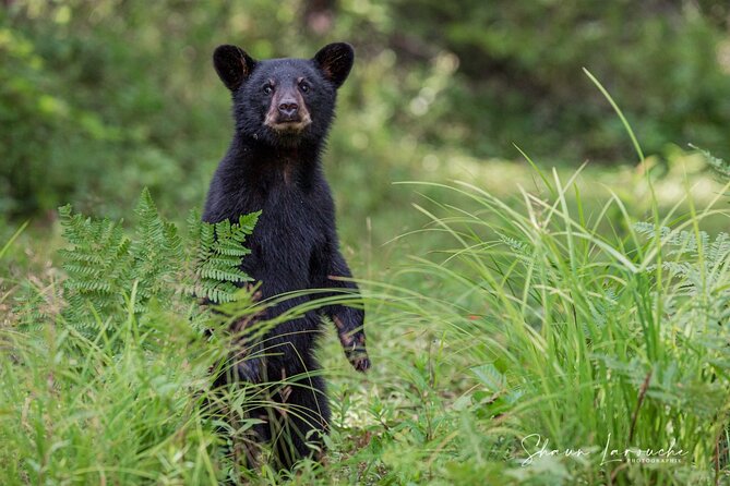 Black Bear viewing and walking at oudoor ctr's Canyon - Bec-Scie Outdoor Centre: canyon walking along the Rivière à Mars