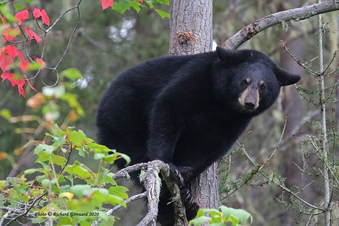 Black Bear viewing and walking at oudoor ctr's Canyon - What else you might spot beyond black bears