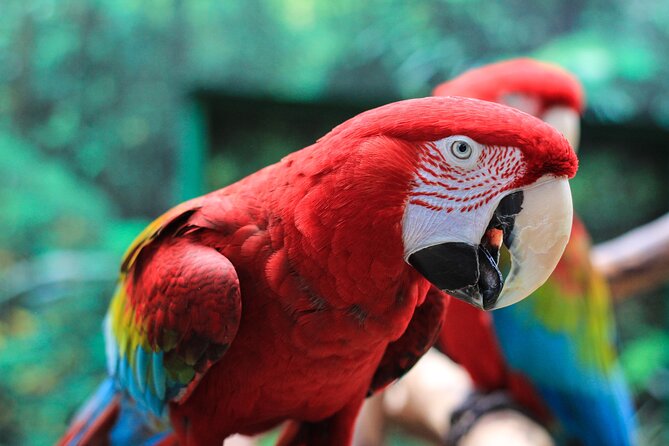 Bloedel Conservatory Admission Ticket - Your admission flow: mobile ticket and a small capped group