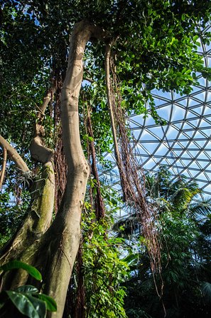 Bloedel Conservatory Admission Ticket - Where the paths work: seeing parrots without missing the details