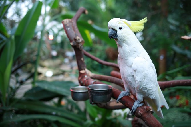Bloedel Conservatory Admission Ticket - Kids will love the scavenger hunt, and adults will love the slower pace