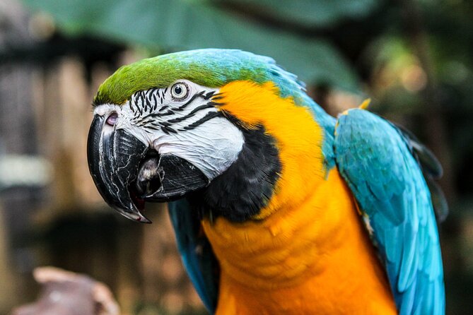 Bloedel Conservatory Admission Ticket - Getting there: public transit is nearby, but taxis can be a trick