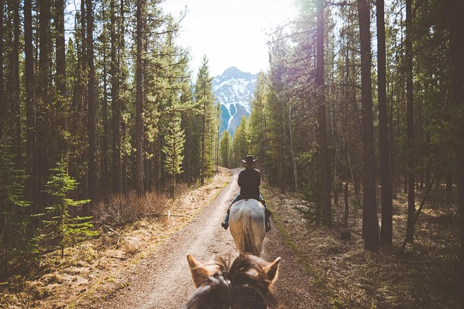 Buffalo Loop 1-Hour Horseback Trail Ride in Kananaskis - The horses and the guide setup: why first-timers feel safe