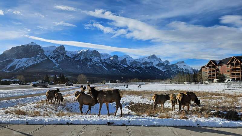 Calgary: Canmore, Banff, Lake Louise - Gondola Included - Lake Louise time: glamour, walking, and optional winter Two Jack Lake