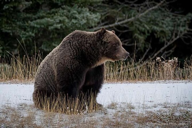 Calgary: Columbia Icefield Adventure, Skywalk and Peyto Lake Tour - Waterfowl Lakes campground stop, a quieter pause