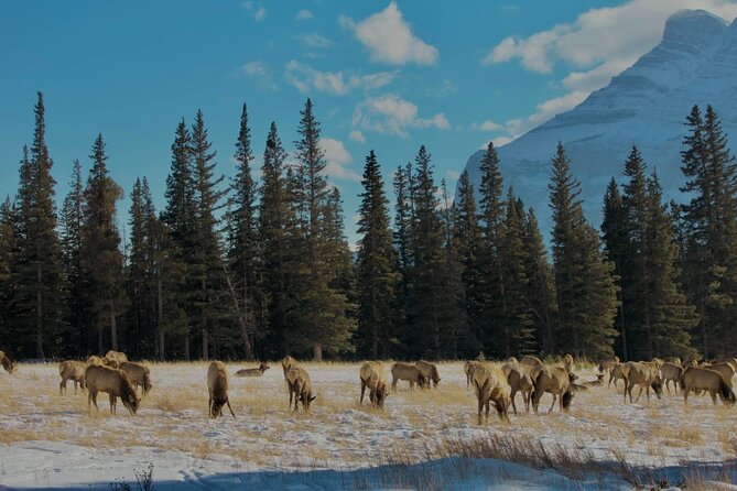 Calgary To: Lake Louise, Emerald Lake & Johnston Canyon (Shared) - Who this shared transfer is best for
