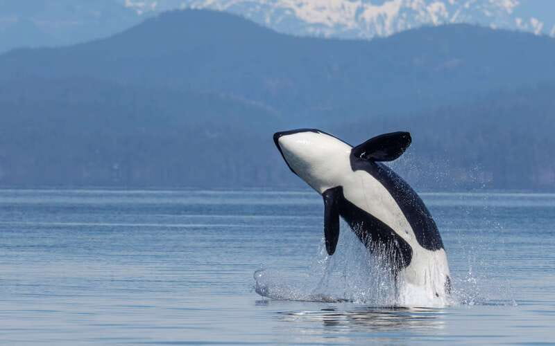 Campbell River: 4 Hour Whale & Wildlife Zodiac Boat Tour - Key things that make this zodiac tour work