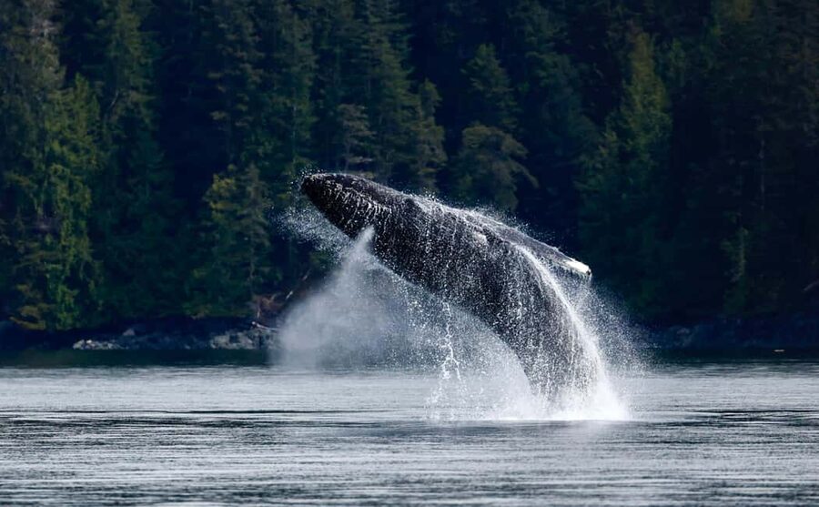 Campbell River: 4 Hour Whale & Wildlife Zodiac Boat Tour - Where the tour starts in Campbell River, and how it feels on the dock
