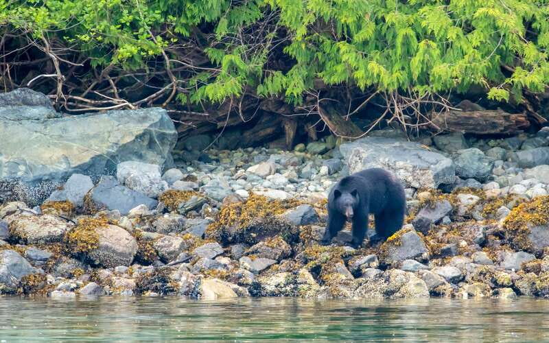 Campbell River: 4 Hour Whale & Wildlife Zodiac Boat Tour - What’s included, and how $216 per person stacks up for value
