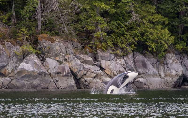 Campbell River: 4 Hour Whale & Wildlife Zodiac Boat Tour - Who this tour fits best, and when it may not