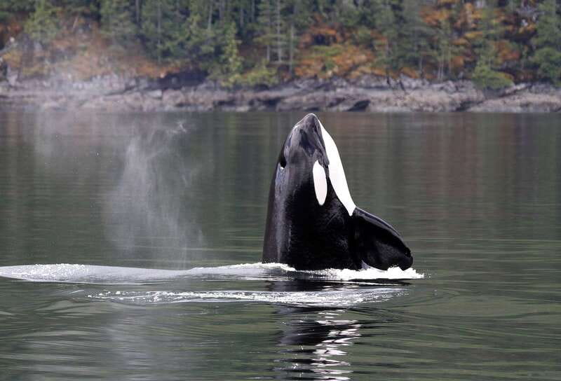 Campbell River: 6 Hour Covered Whale Watching Tour w/ Lunch - The 6-hour flow: board, search, listen, learn, eat, return