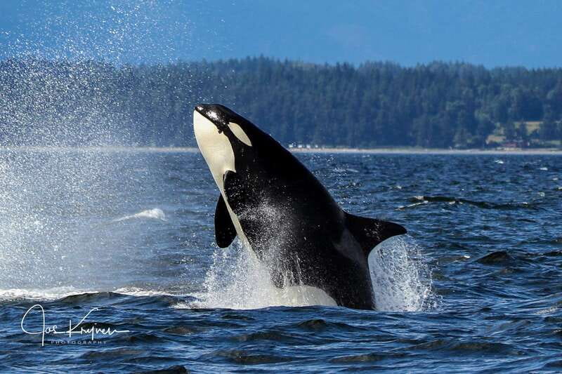 Campbell River: 6 Hour Covered Whale Watching Tour w/ Lunch - The whales you’re hunting, plus the marine wildlife bonus