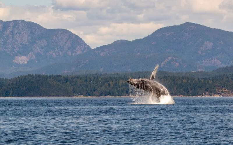 Campbell River: 6 Hour Covered Whale Watching Tour w/ Lunch - Lunch, drinks, and the small comforts that make 6 hours easier