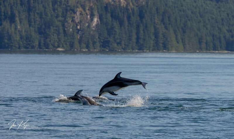 Campbell River: 6 Hour Covered Whale Watching Tour w/ Lunch - Whale watching odds: the 99.9% sighting claim and what it means