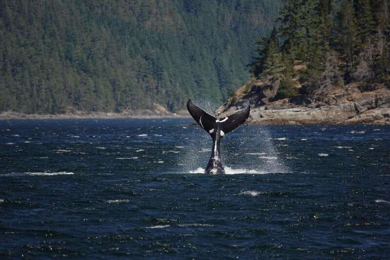 Campbell River: 6-Hour Whale Watching Boat Tour - Key points