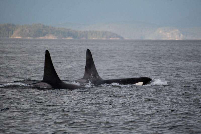 Campbell River: 6-Hour Whale Watching Boat Tour - Arrive at the Floathouse Marina, Get Your Safety Brief, Then Get Watching