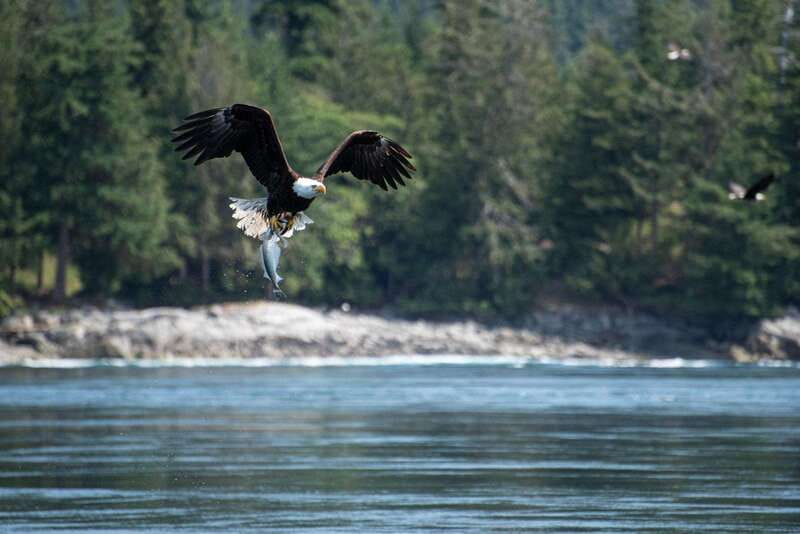 Campbell River: 6-Hour Whale Watching Boat Tour - Hydrophones: Hearing Whale Vocalizations When It Happens