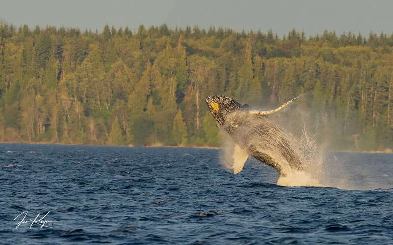 Campbell River: 6 Hour Zodiac Whale Watching Tour w/ Lunch - Key highlights at a glance