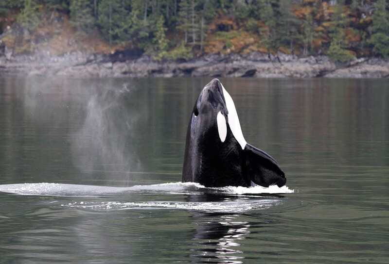 Campbell River: 6 Hour Zodiac Whale Watching Tour w/ Lunch - Transport, washrooms, and a 6-hour reality check