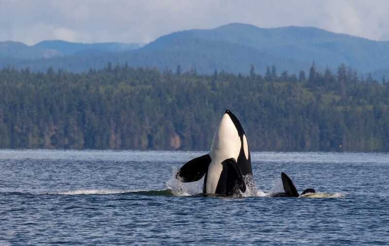 Campbell River: 6 Hour Zodiac Whale Watching Tour w/ Lunch - Price and value: is $261 per person worth it?
