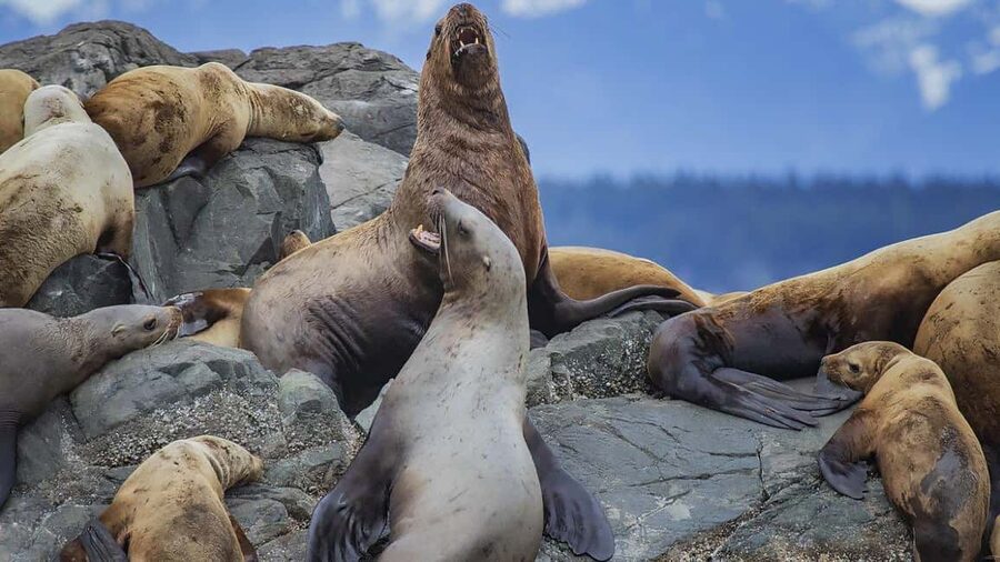 Campbell River: 7-Hour Big Animal Encounter Boat Tour - Key points before you go
