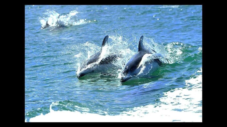 Campbell River: 7-Hour Big Animal Encounter Boat Tour - From Campbell River Marina to the Discovery Islands in one long, focused outing