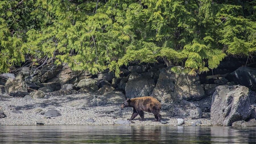 Campbell River: 7-Hour Big Animal Encounter Boat Tour - Discovery Islands and Desolation Sound: why these waters can be wildlife magnets