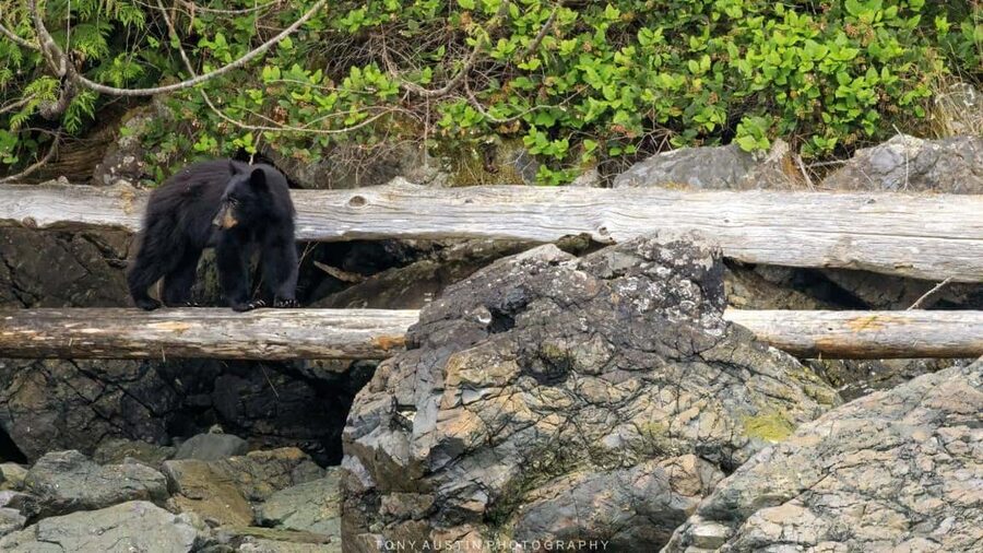 Campbell River: 7-Hour Big Animal Encounter Boat Tour - Hydrophone time: listening to whales underwater makes the spotting click