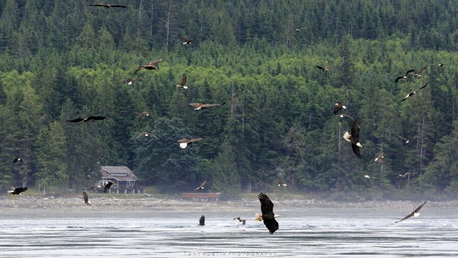 Campbell River: 7-Hour Big Animal Encounter Boat Tour - The wildlife mix: humpbacks, killer whales, bears, and the rest of the cast