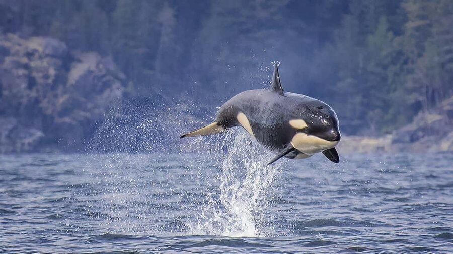 Campbell River: 7-Hour Big Animal Encounter Boat Tour - Lunch and snacks onboard: a real break, even when the day is active