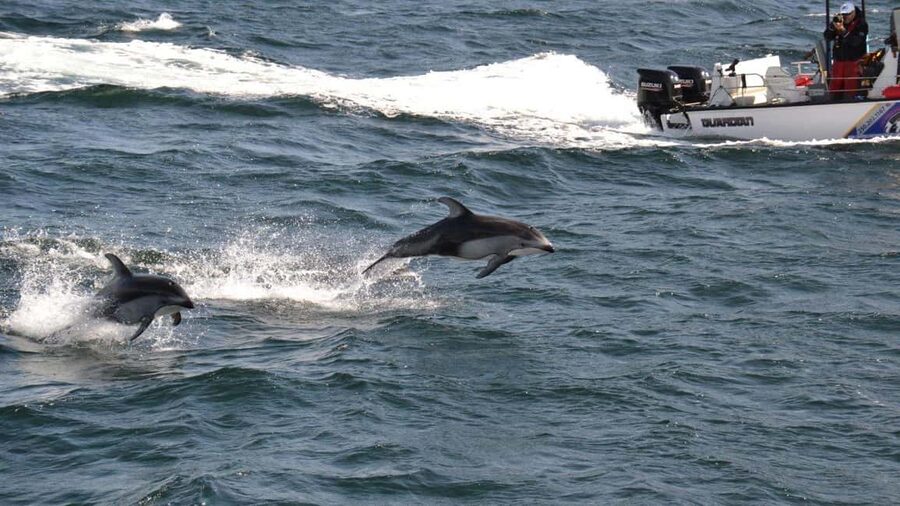 Campbell River: 7-Hour Big Animal Encounter Boat Tour - Who this tour suits best, and where it might disappoint