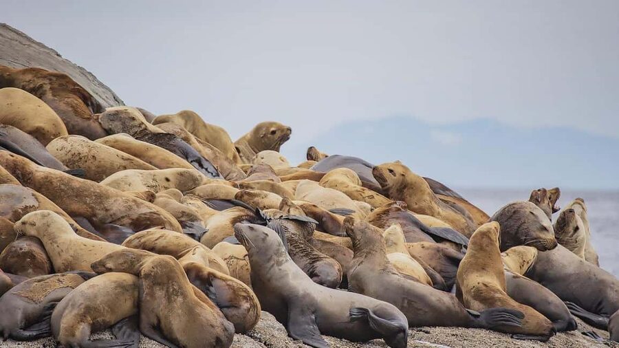 Campbell River: 7-Hour Big Animal Encounter Boat Tour - Should you book this Campbell River Big Animal Encounter tour?