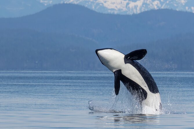 Campbell River, BC: 4 Hour Wildlife Tour Featuring Whale Watching - Campbell River on a 4-hour clock: what you’re really booking