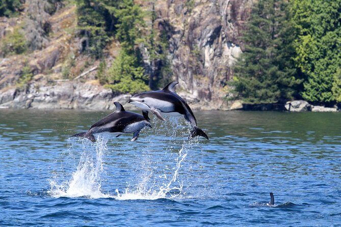 Campbell River, BC: 4 Hour Wildlife Tour Featuring Whale Watching - What you can expect to see: orcas, humpbacks, dolphins, and more