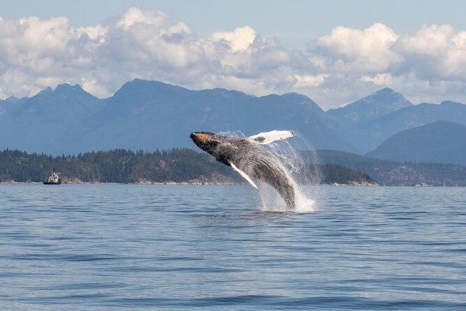 Campbell River, BC: 4 Hour Wildlife Tour Featuring Whale Watching - Weather suits and staying warm: why this tour handles the cold better