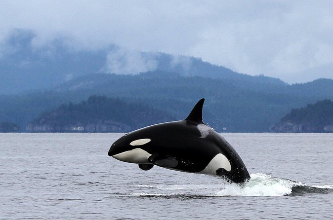 Campbell River, BC: 4 Hour Wildlife Tour Featuring Whale Watching - Price and value: is $191.40 worth a half-day?