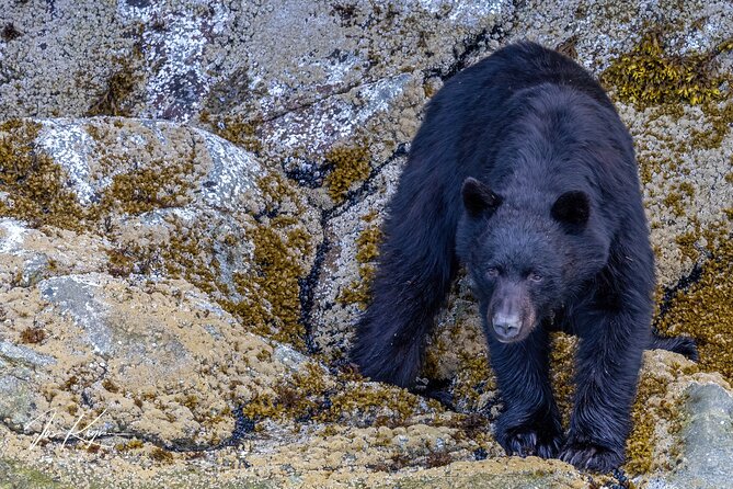 Campbell River, BC: 4 Hour Wildlife Tour Featuring Whale Watching - Who should book this Campbell River whale watching tour?