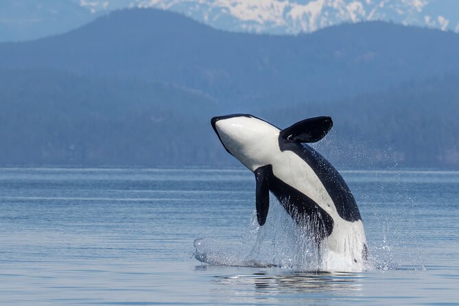 Campbell River, BC: 6 Hour Whale Watching Tour w/ Lunch Included - Key points I’d plan around