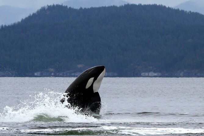 Campbell River, BC: 6 Hour Whale Watching Tour w/ Lunch Included - Meeting at Campbell River: Getting Started Without Hassle