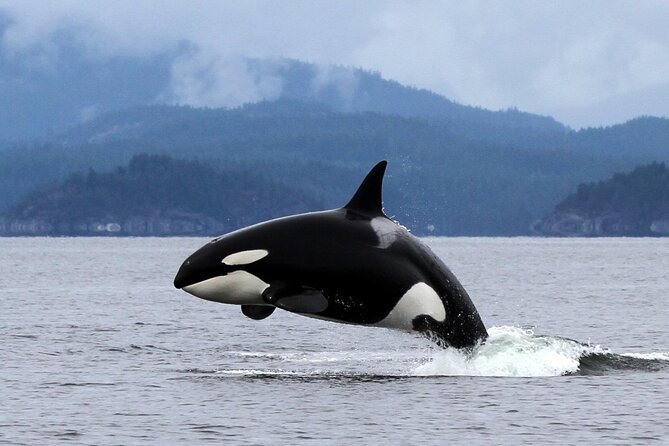 Campbell River, BC: 6 Hour Whale Watching Tour w/ Lunch Included - Itinerary Reality: What a Campbell River Six-Hour Trip Feels Like