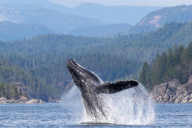 Campbell River, BC: 6 Hour Whale Watching Tour w/ Lunch Included - The Boat Setup: Covered Options, Zodiac-Style Speed, and Gear for Cold Wind